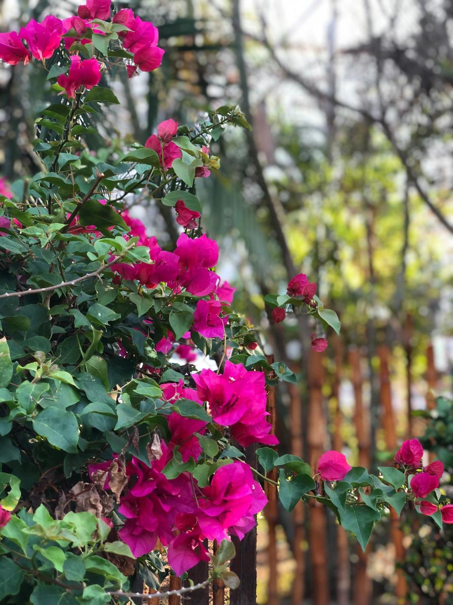 Shaka Garden House Langkawi Διαμέρισμα Pantai Cenang  Εξωτερικό φωτογραφία